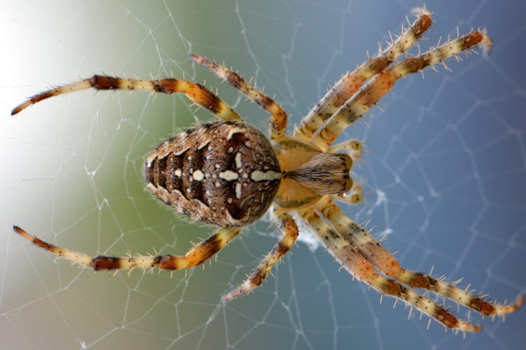 Pests we treat - The Ultimate Guide to Spider Control for Aurora Homeowners