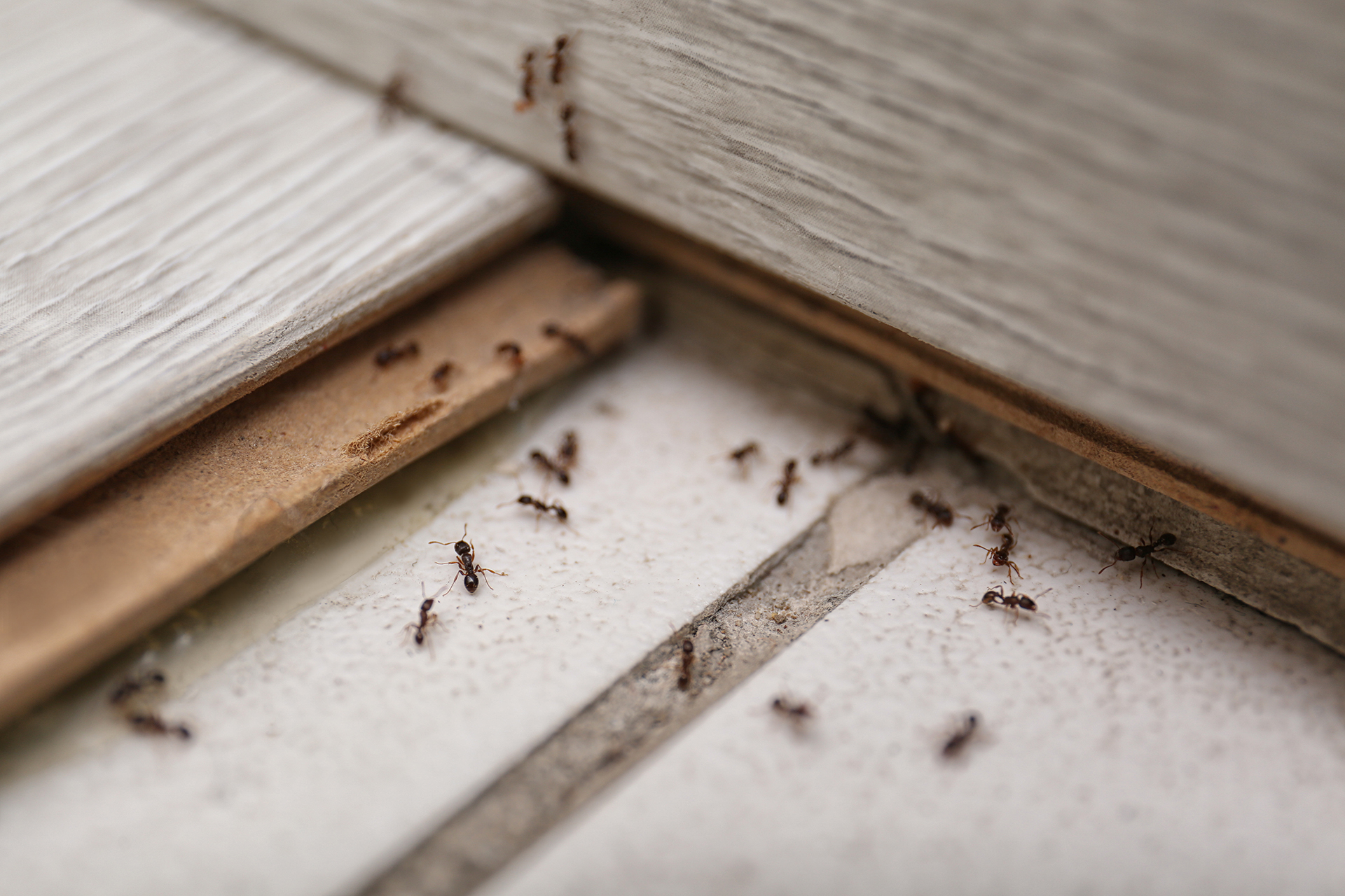 Pests we treat - Little Black Ants Treatment in Wheaton, IL