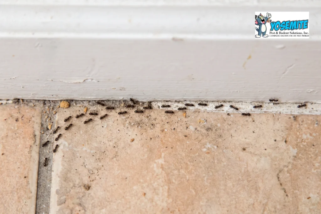 Little Black Ants Treatment in Wheaton, IL