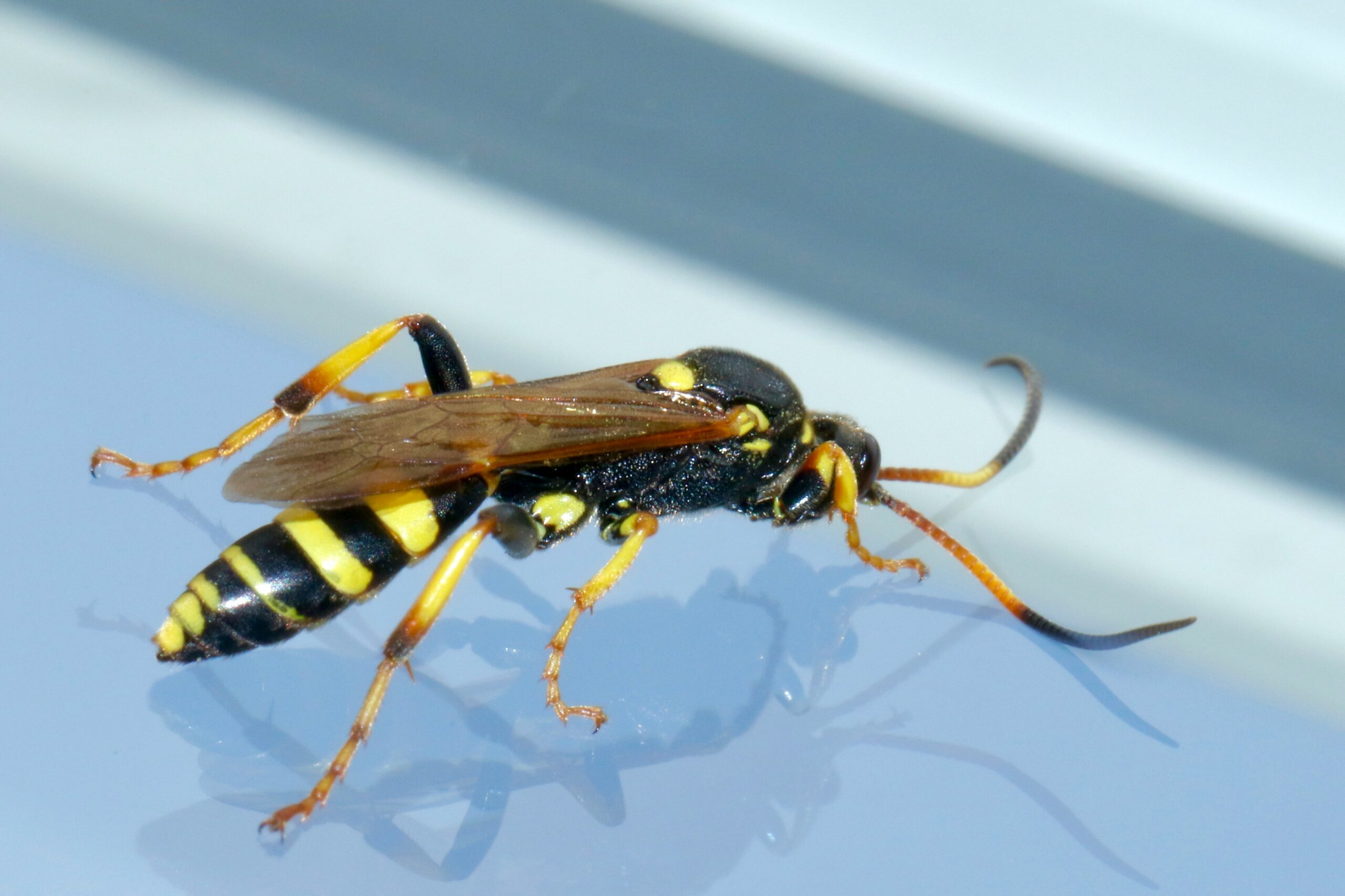 Pests we treat - Top 5 Wasp and Yellow Jackets Exterminators in Aurora, Naperville and Surrounding area: Who to Call for Immediate Relief