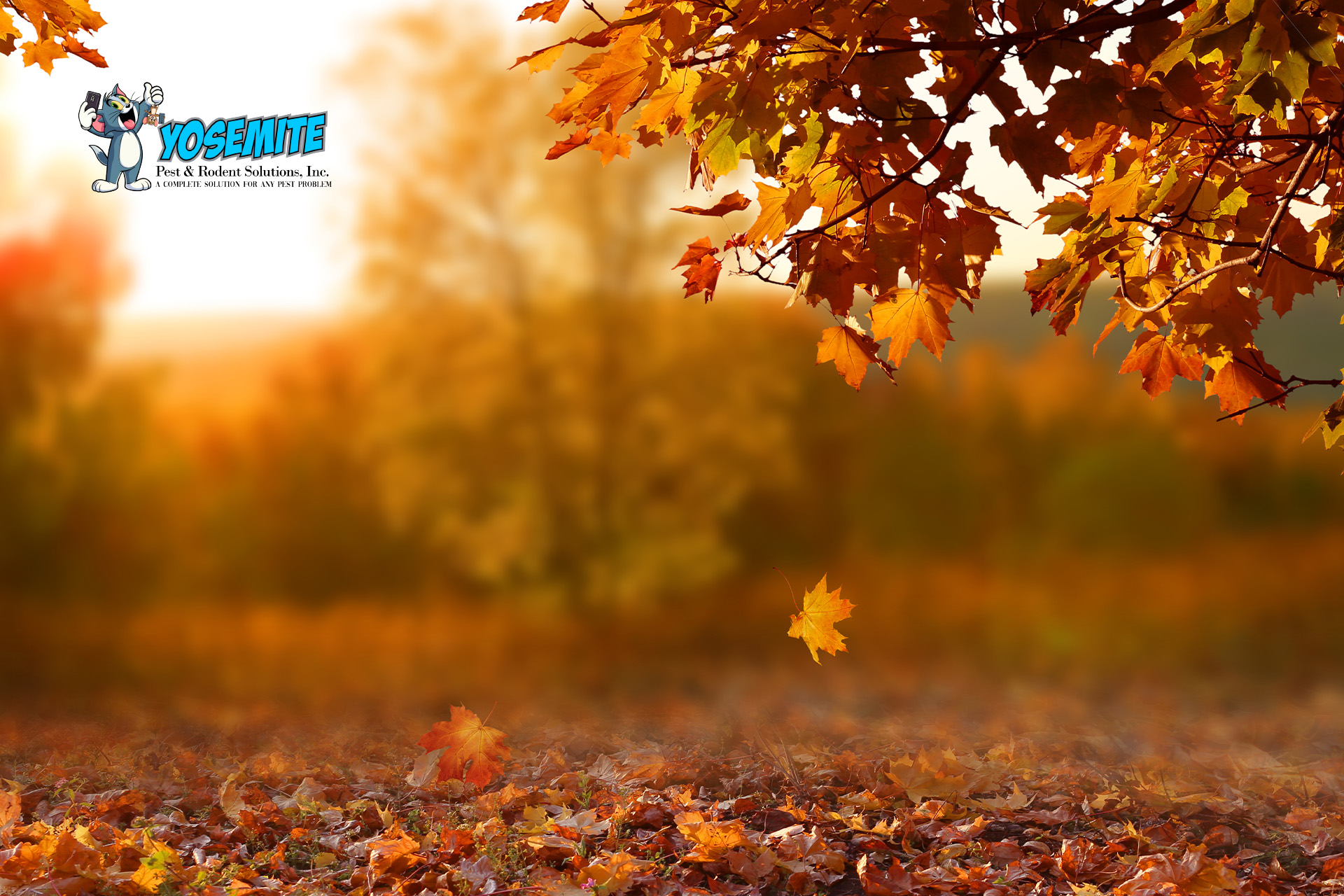 Pests we treat - Common Type of Pests to Look Out For this Fall