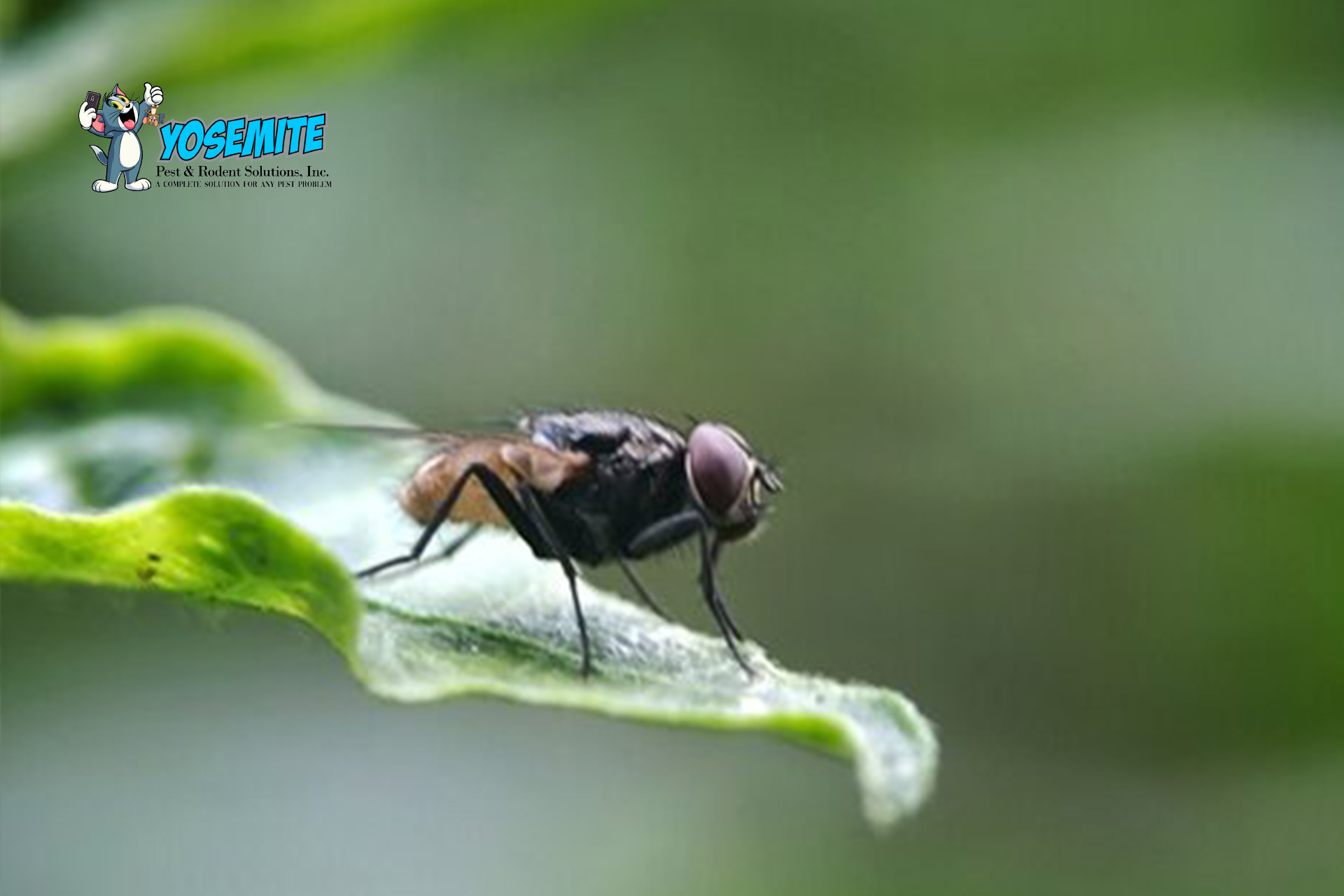 How Climate Change is Reshaping Pests & Pest Control Strategies?