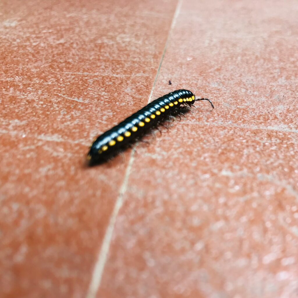 millipedes millipedes