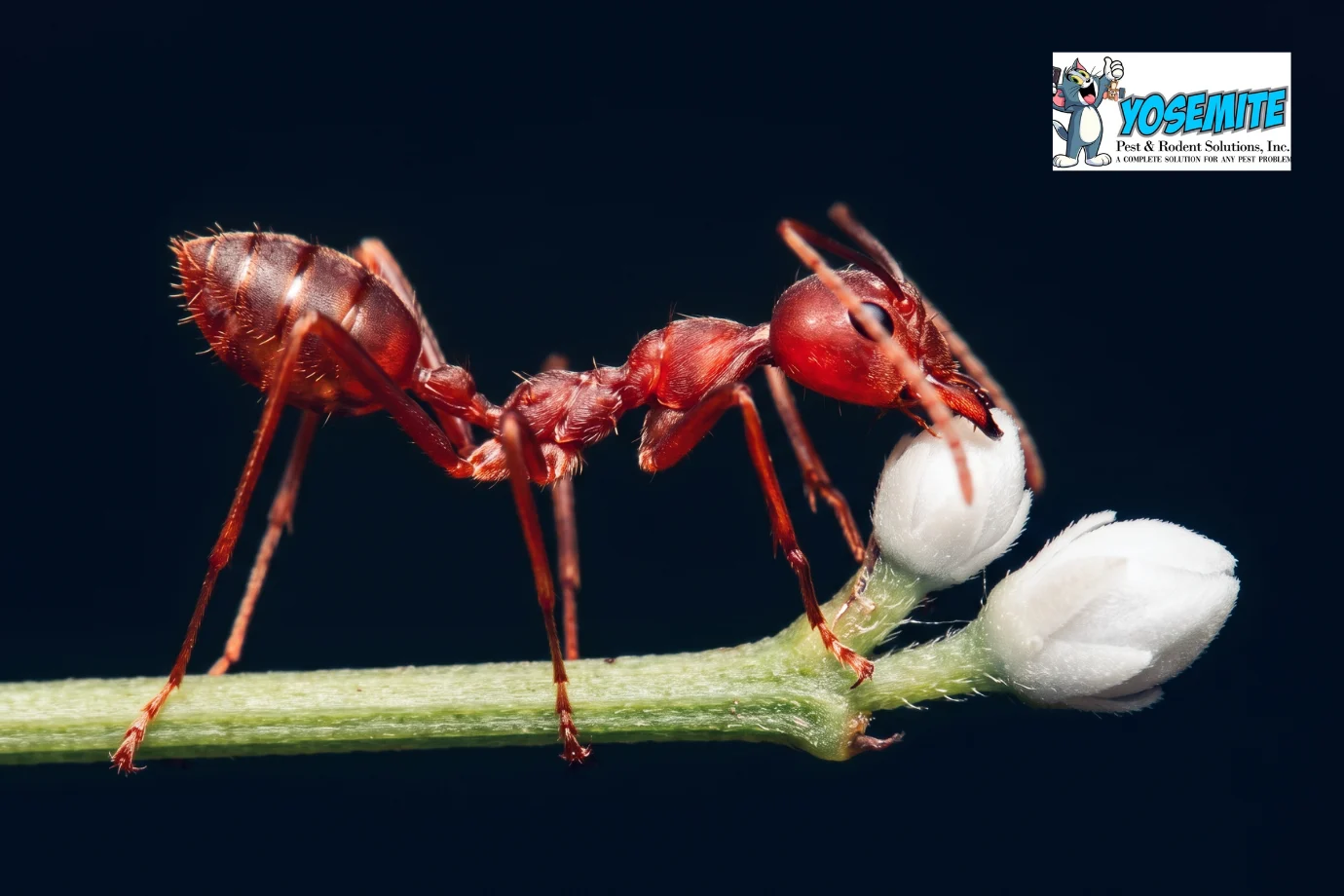 Pests we treat - Are Spring Ants Dangerous and How Do I Get Rid of Them?