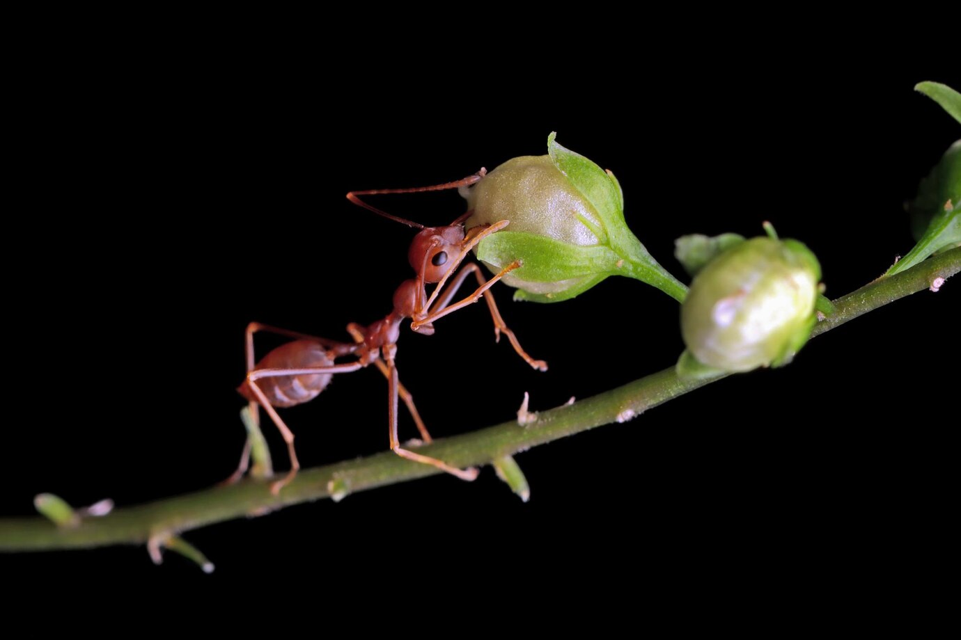 Pests we treat - Are Spring Ants Dangerous and How Do I Get Rid of Them?