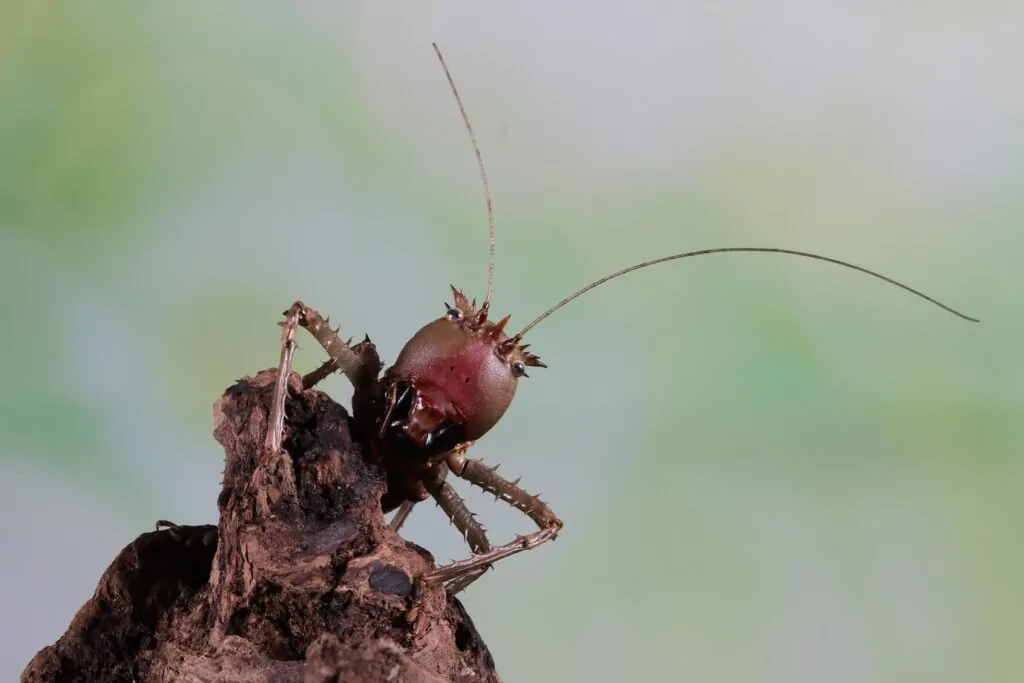 Seasonal Ant Control