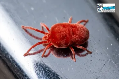 Clover Mites: How to Identify, Prevent, and Get Rid of These Tiny Red Invaders