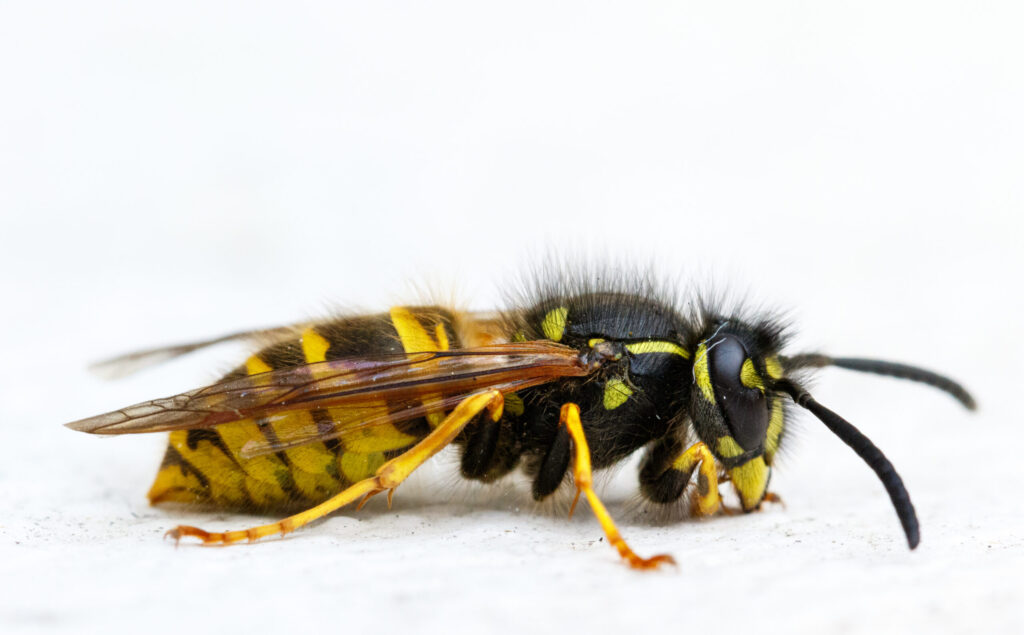 Pests we treat - Yellow Jackets in Illinois: How to Identify, Avoid, and Eliminate These Aggressive Pests This Summer