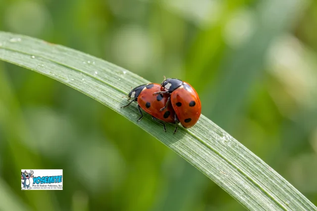 Pests we treat - Ladybug Control Near Aurora, IL: What You Need to Know About These Unwanted Houseguests