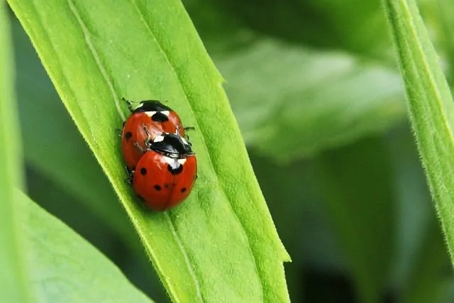 Ladybug Control Near Aurora, IL: What You Need to Know About These Unwanted Houseguests_YP_July 2025