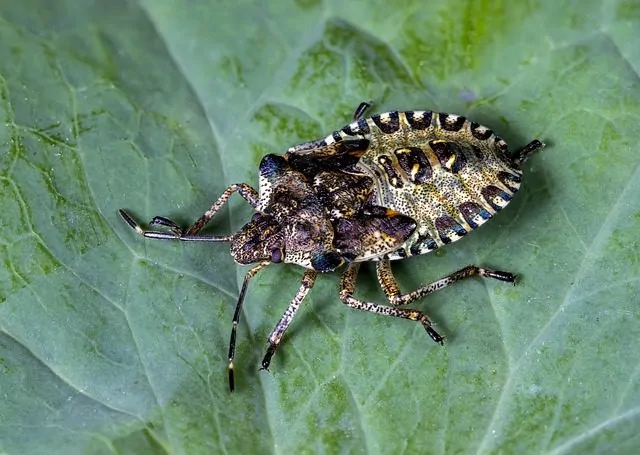 stink bug