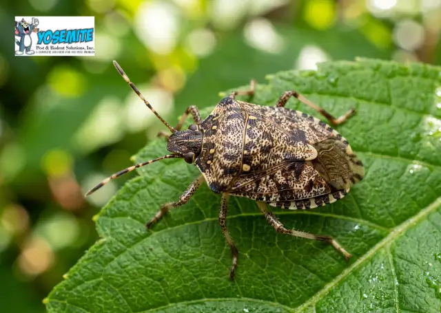 Pests we treat - Why Stink Bugs Invade Illinois Homes in Fall—And How to Keep Them Out for Good