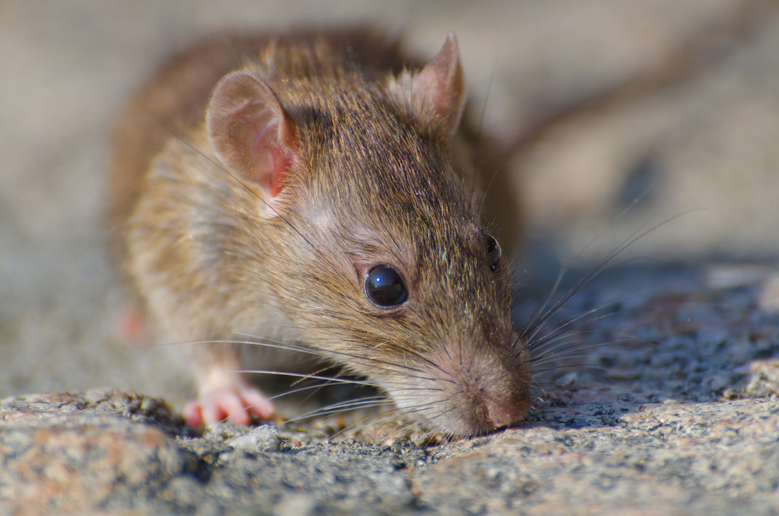 fall rodent prevention tips