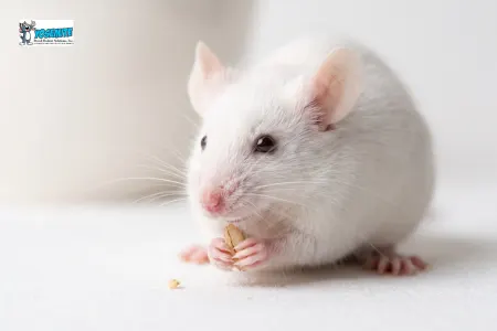 Pests we treat - Rodent Season is Here: How Mice Sneak In When the Weather Cools