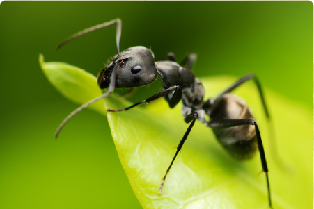 Pests we treat - Carpenter Ants