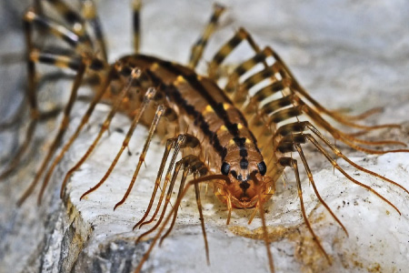 Pests we treat - Centipedes