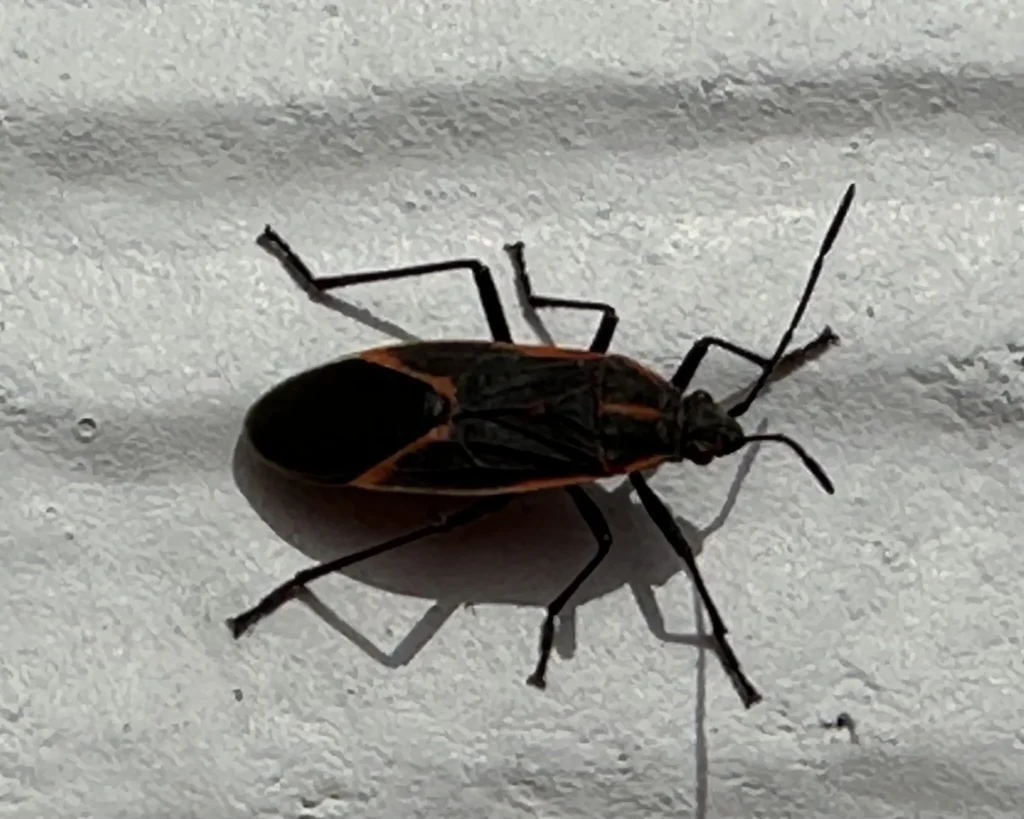 boxelder bug control