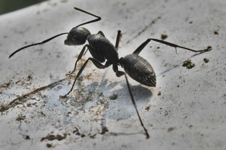 Ant Exterminator Near in Chicagoland