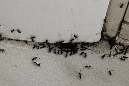 Pests we treat - Little Black Ants