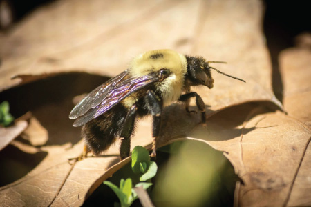 Pests we treat - Carpenter Bees