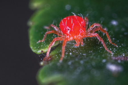 Pests we treat - Clover Mites