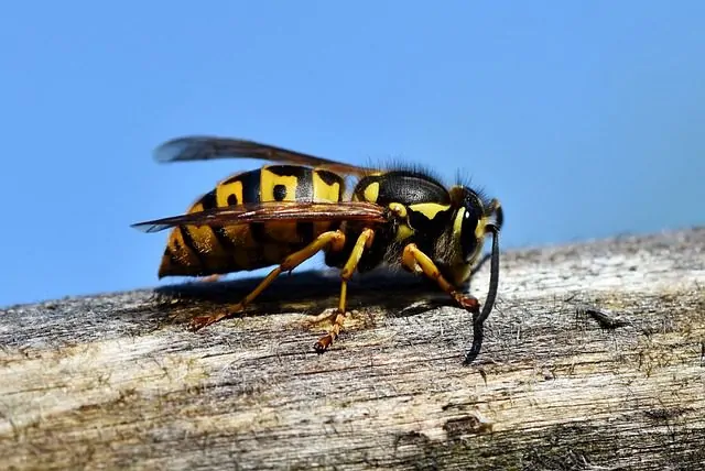 Hornet exterminator near in Chicagoland