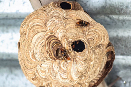 Pests we treat - Hornets