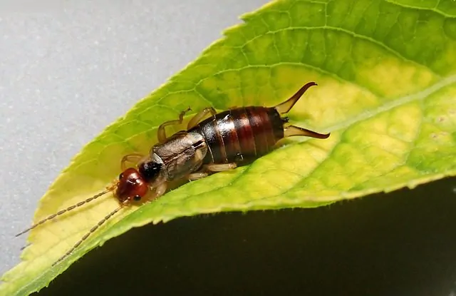 pest control for earwigs