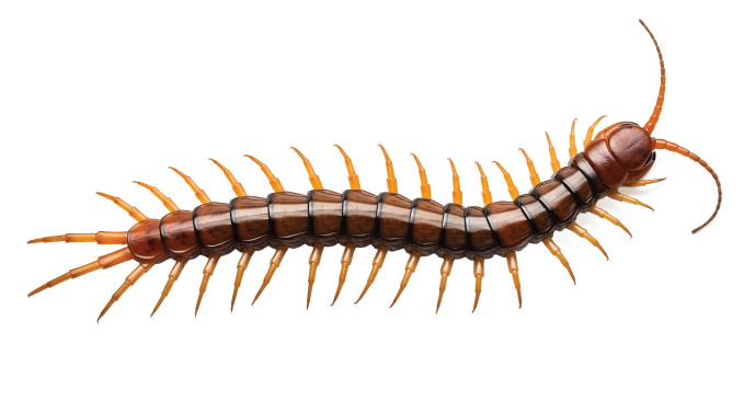 centipede pest control