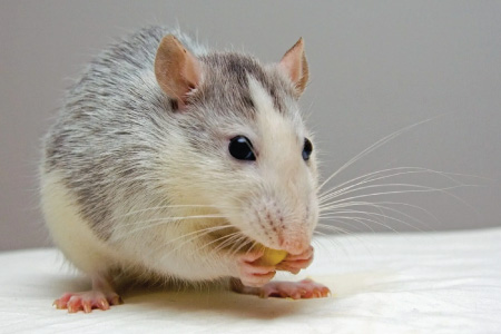 Pests we treat - Mice & Rodents