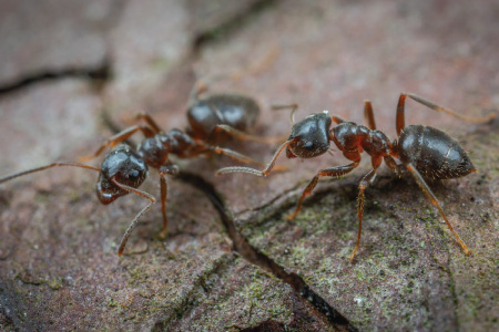 Pests we treat - Pavement Ants