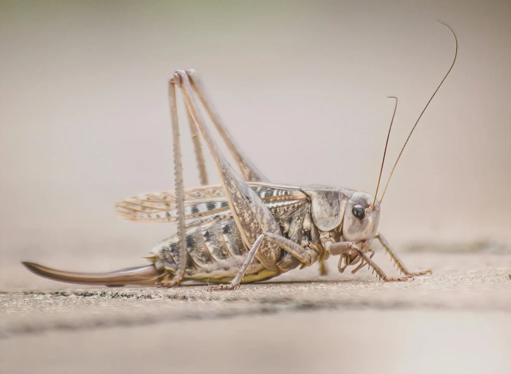 crickets pest control near me