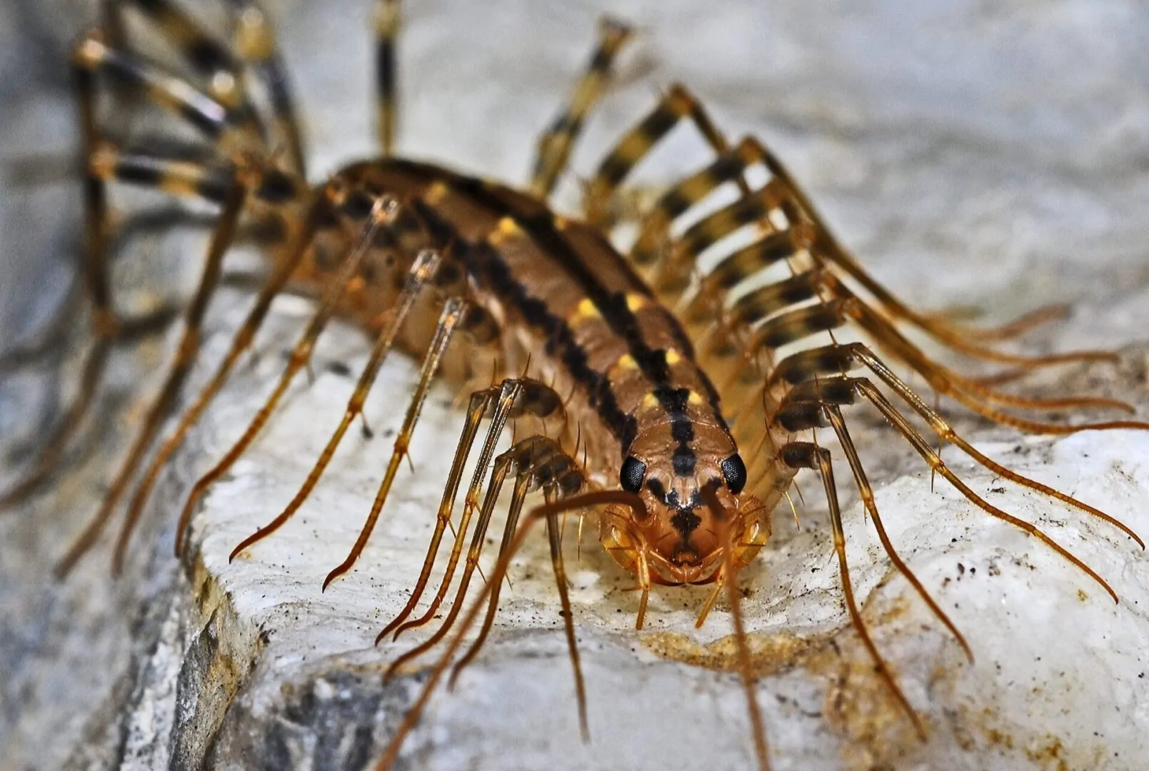 centipede pest control services