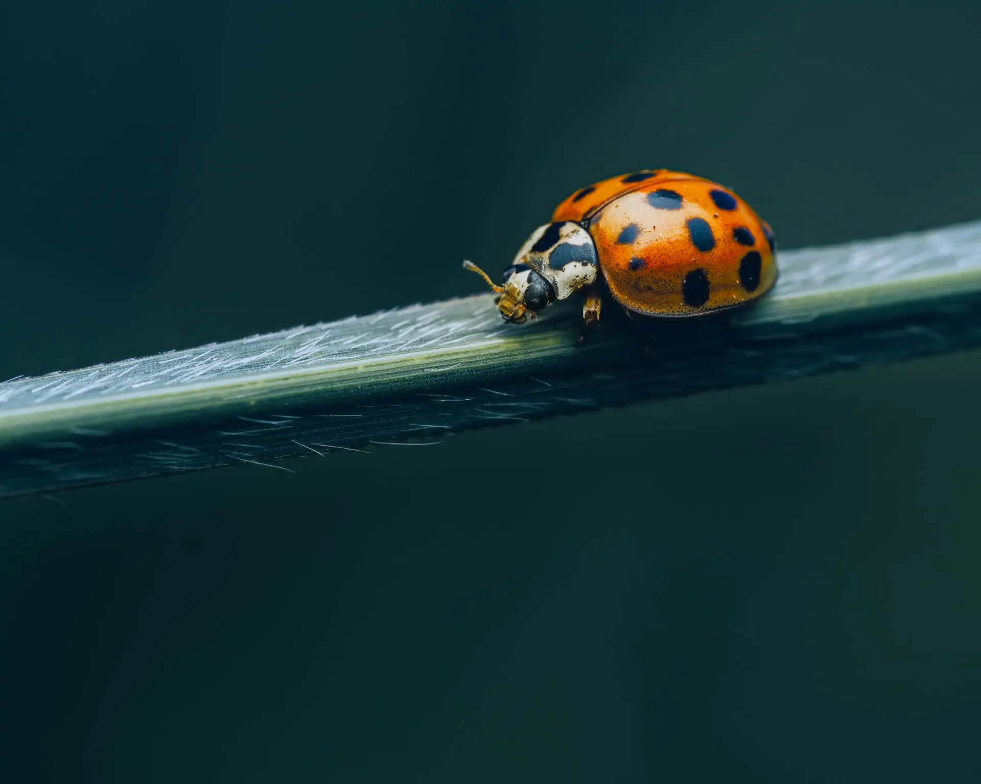 pexels-skyler-ewing-266953-6313159.jpg pest control for ladybugs