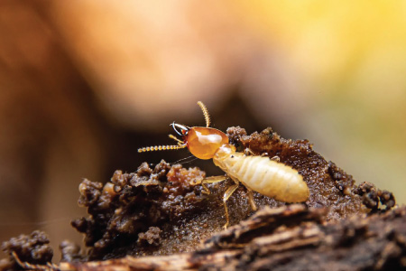 Pests we treat - Termites