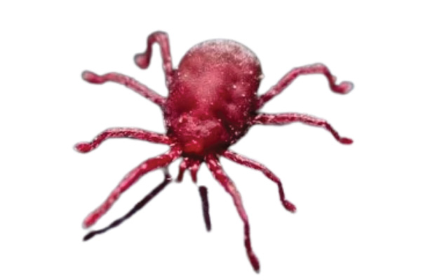 clover mites control services