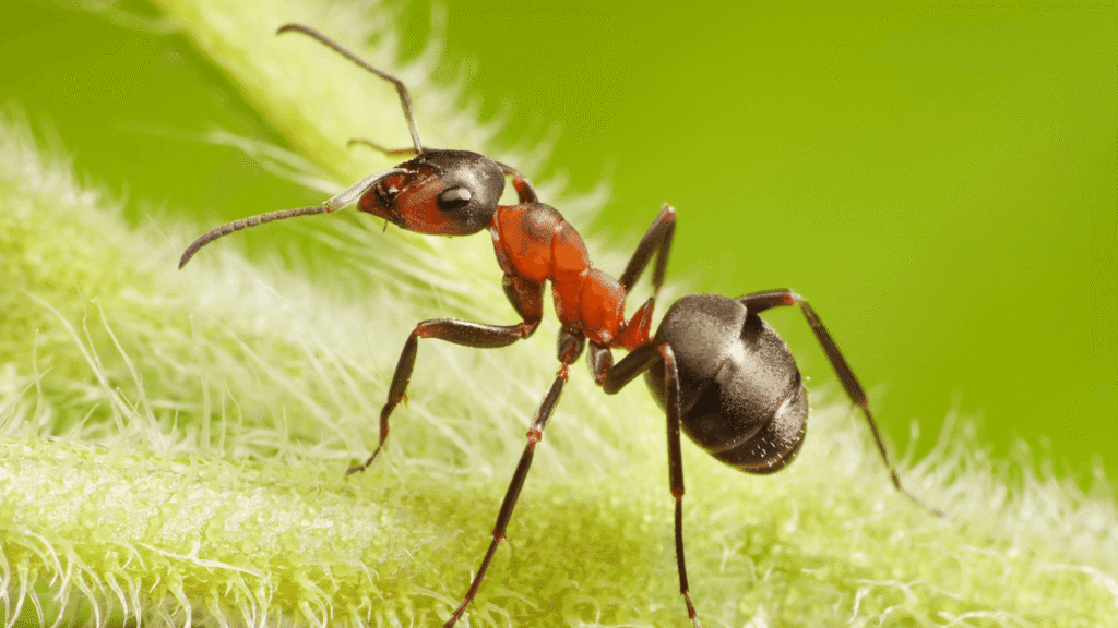 The Ultimate Guide on How to Get Rid of Ants in the House