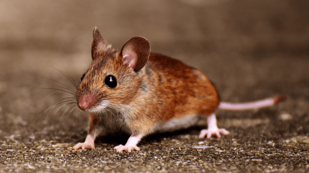 The Ultimate Guide on How to Get Rid of Mice in the House