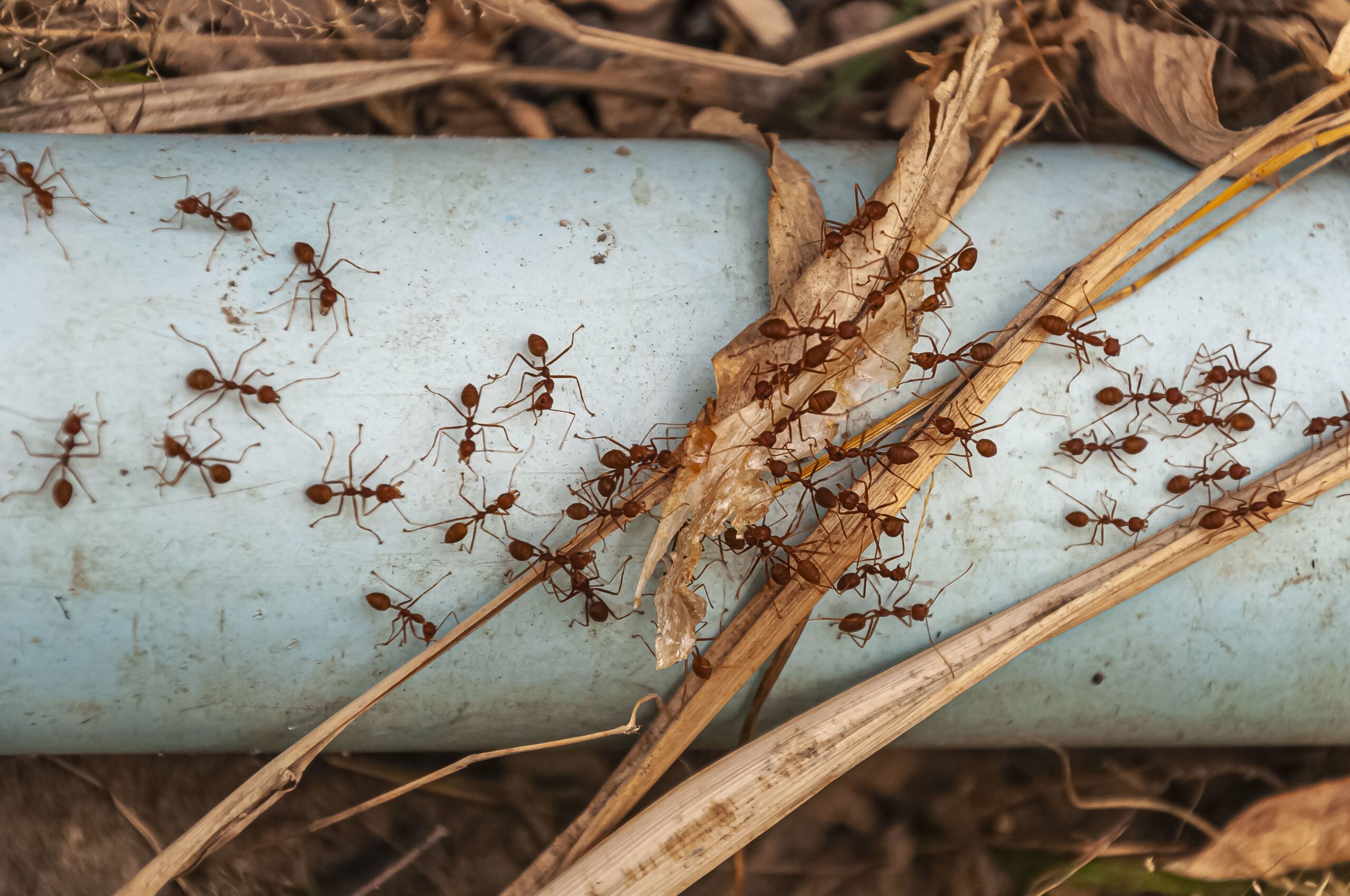 Pests we treat - The Hybrid Termite Threat: Why 2026’s Super Termite Is Harder to Kill Than Ever