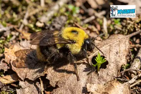 carpenter bees removal