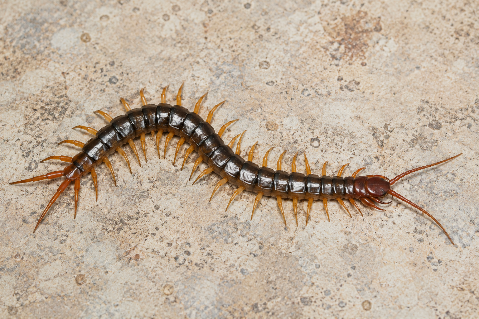 Centipede Centipede