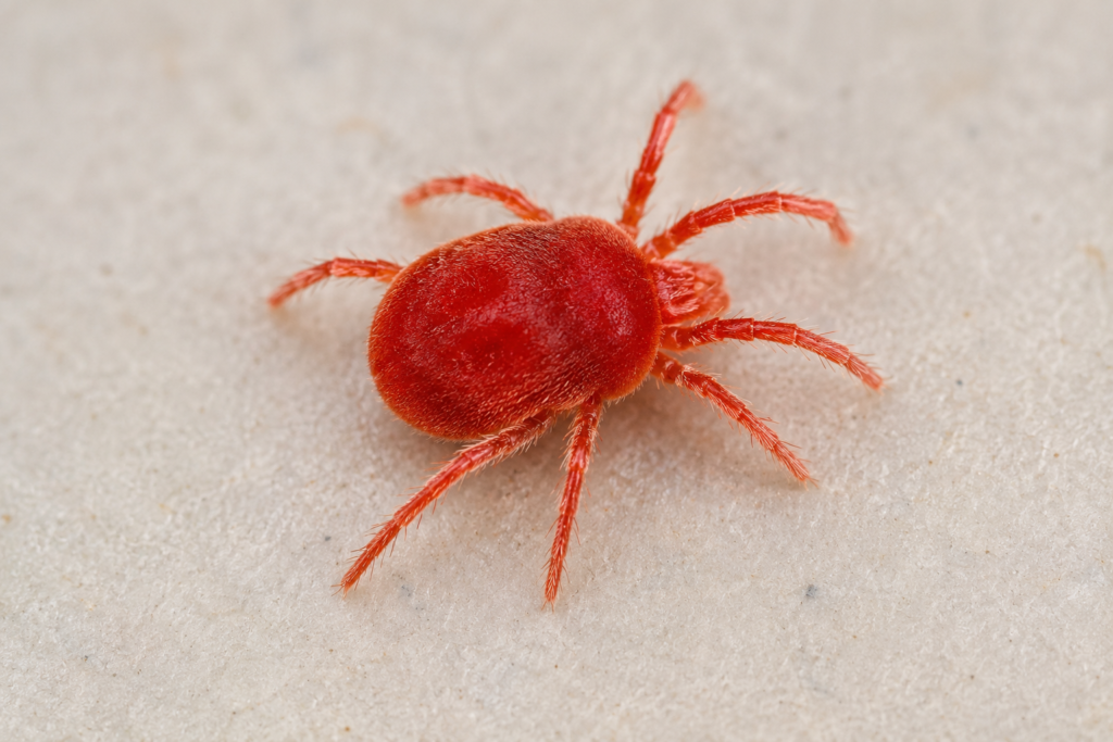 Clover Mites Pest Clover Mites Pest