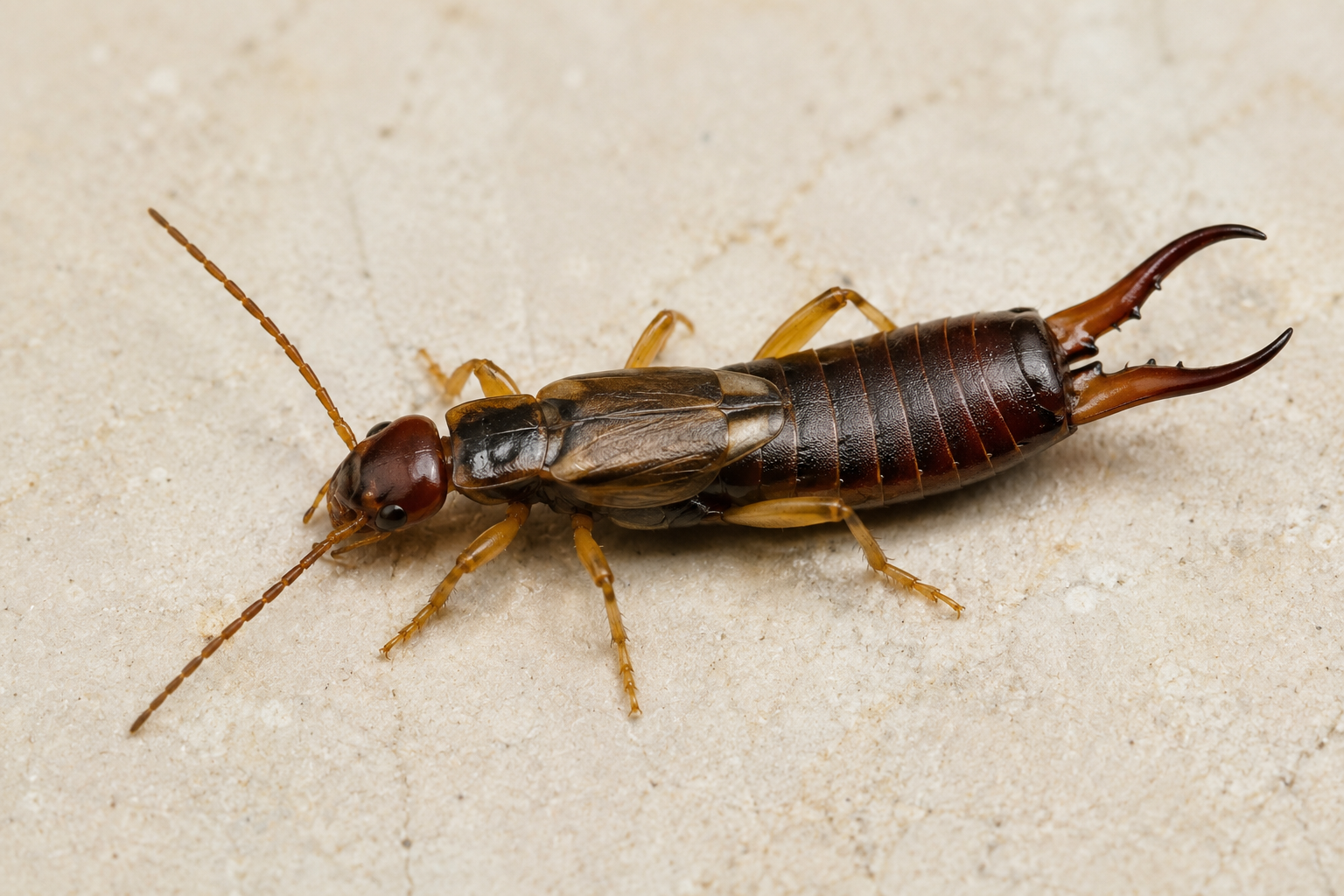 Earwigs