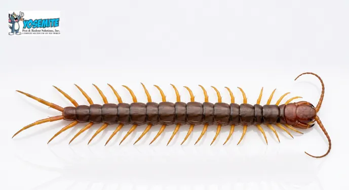 centipede pest control