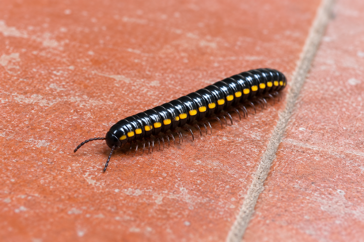 Millipedes Millipedes