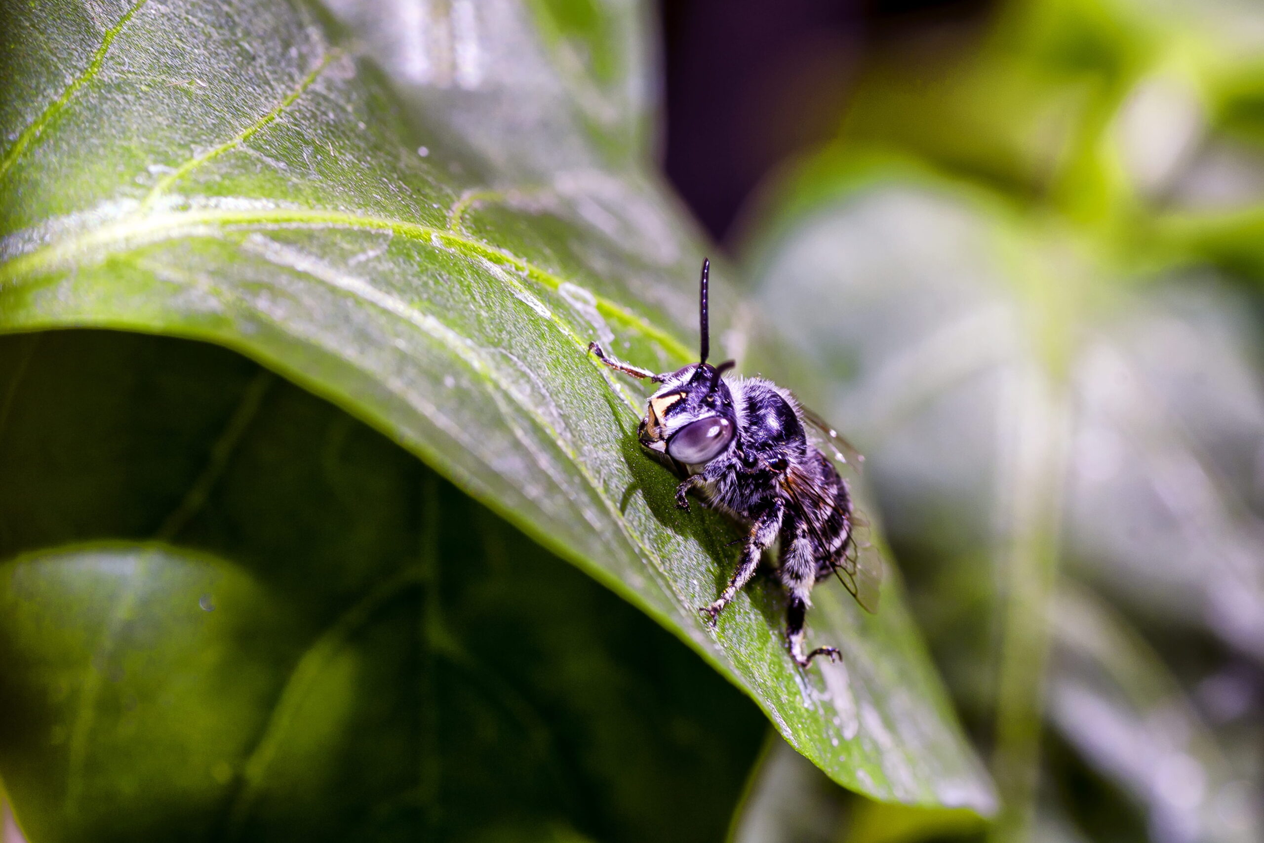 Pests we treat - Climate Change Is Moving Pests Into Your Backyard: Here’s What’s Coming to Your Region