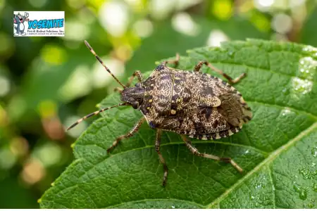 sting-bugs stink bug exterminator
